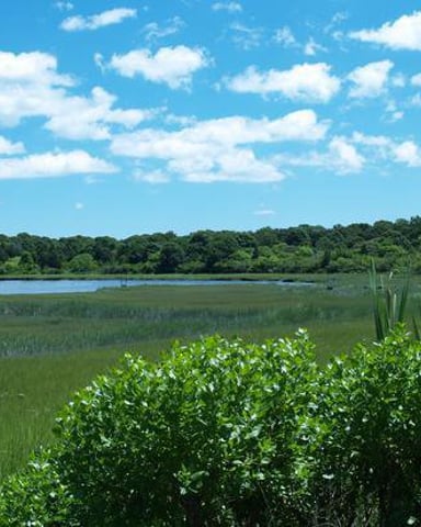 Wetland landscape with green marsh grasses, shrubs, and blue water under clear sky with white clouds