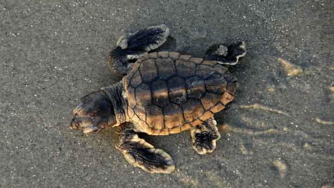 Hilton Head Beaches