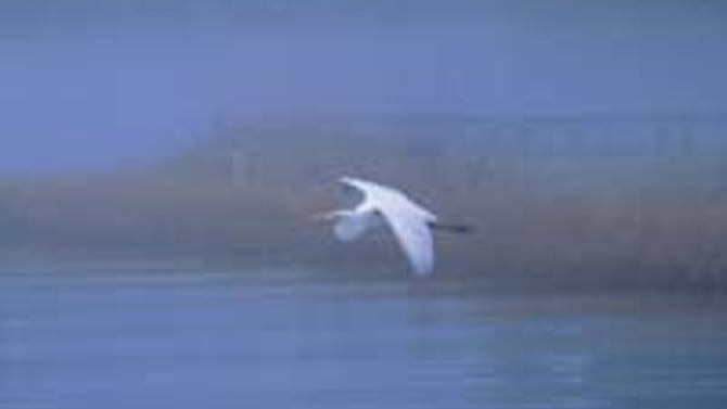 Hilton Head Eco-Tours